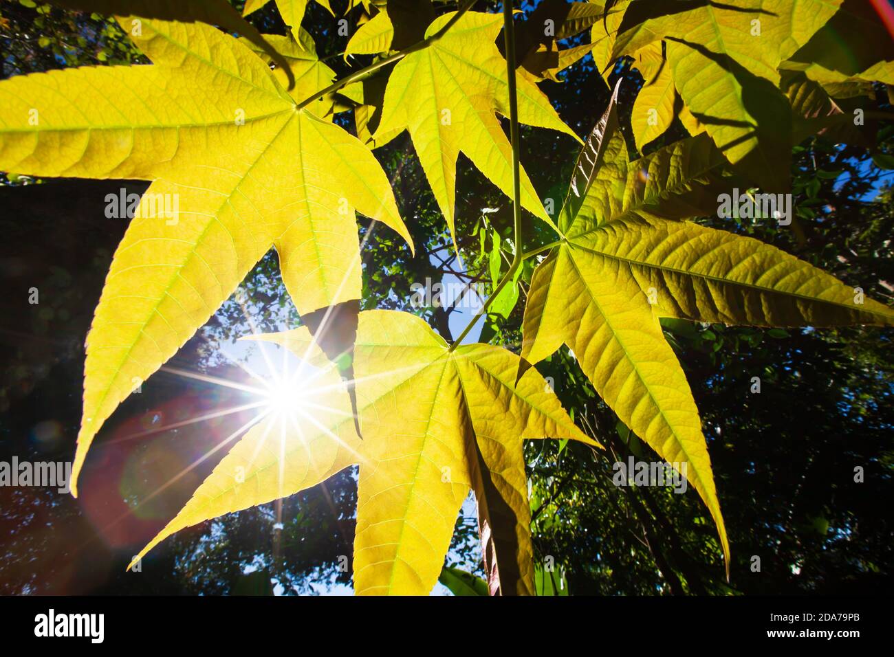 Fresh young green Maple leaves in springtime, art shape of young leaves of Acer pseudowilsonii Y. S. Chen or Maple against sunbeam in the morning. Stock Photo