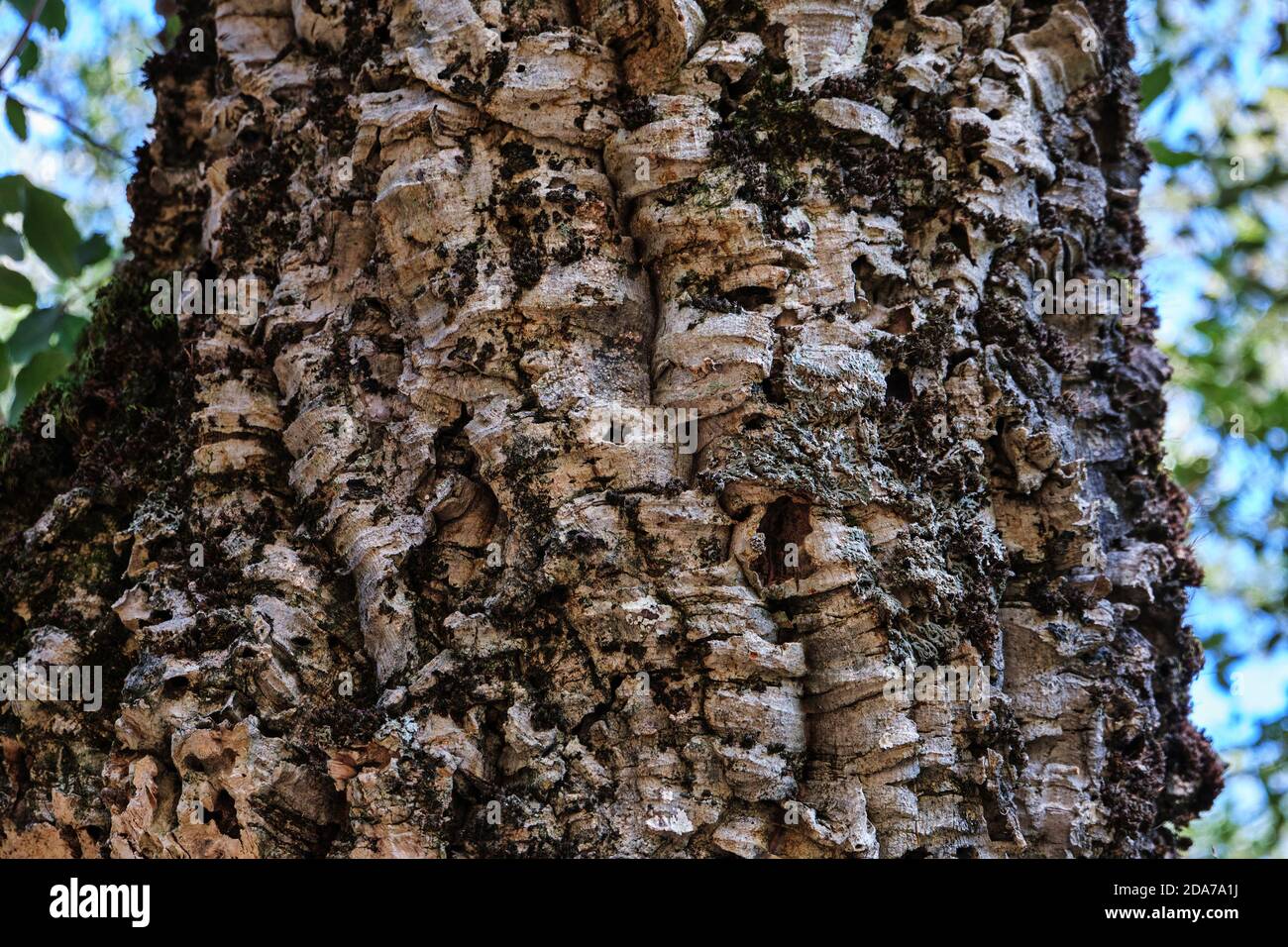 Close up of quercus suber, corkwood oak in Sardinia, Italy Stock Photo
