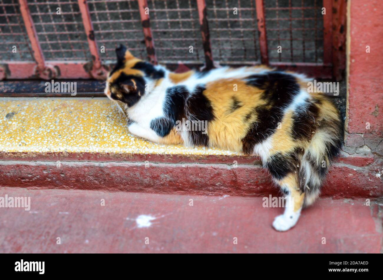 Three color domestic cat laying at the door Stock Photo