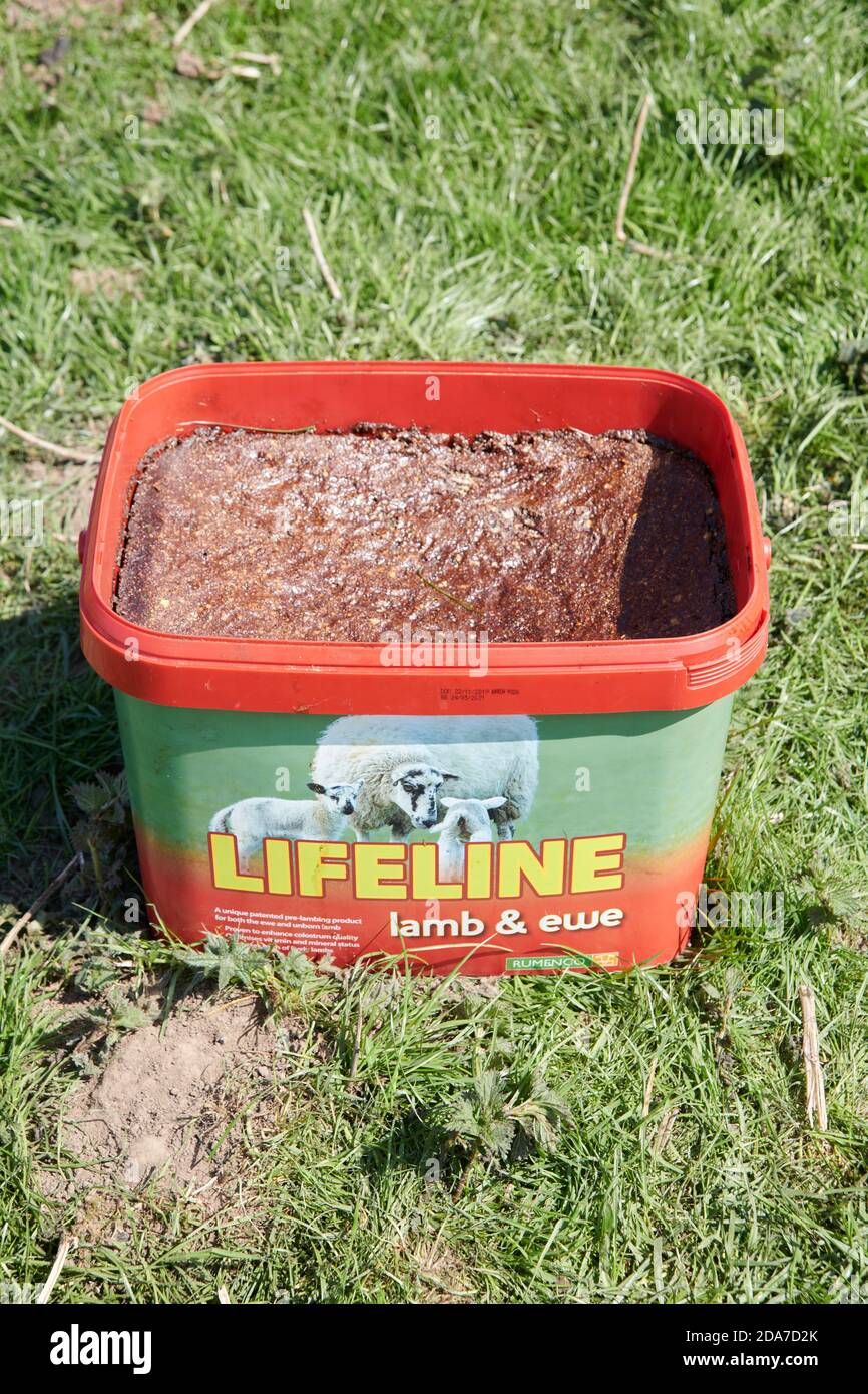 LIFELINE Lamb & Ewe lick block A unique specialist pre-lambing feed and mineral bucket designed to benefit both the unborn lamb as well as the ewe Stock Photo
