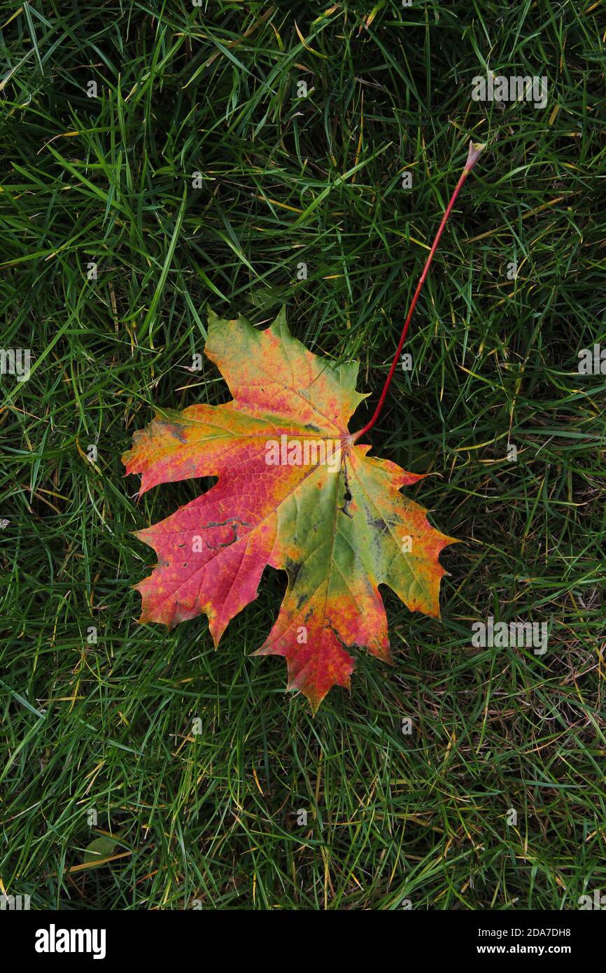 Colorful maple leaf on the green grass background in autumn in Kaunas ...
