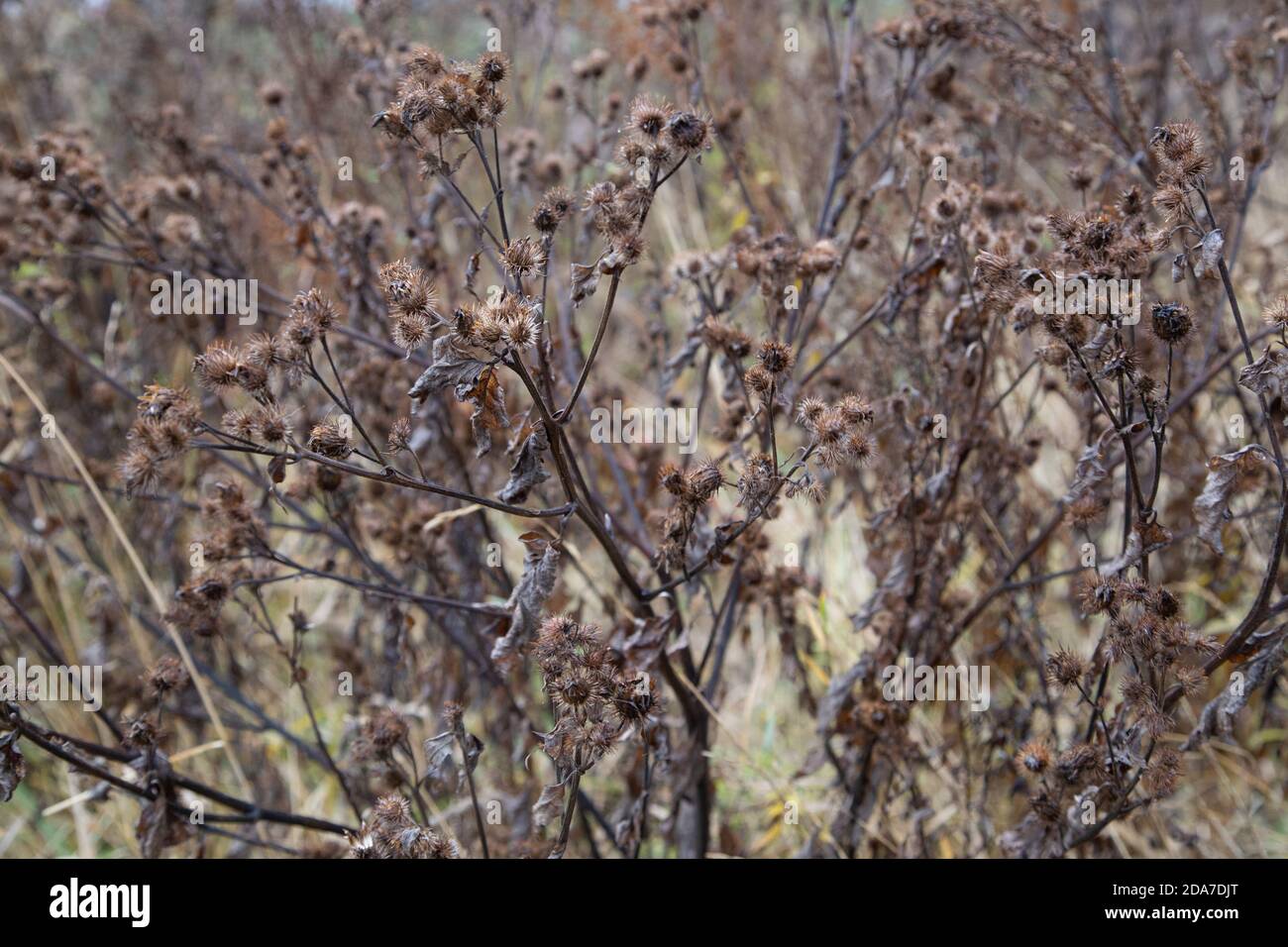 dry burdock thickets at daylight, close-up with selective focus Stock Photo
