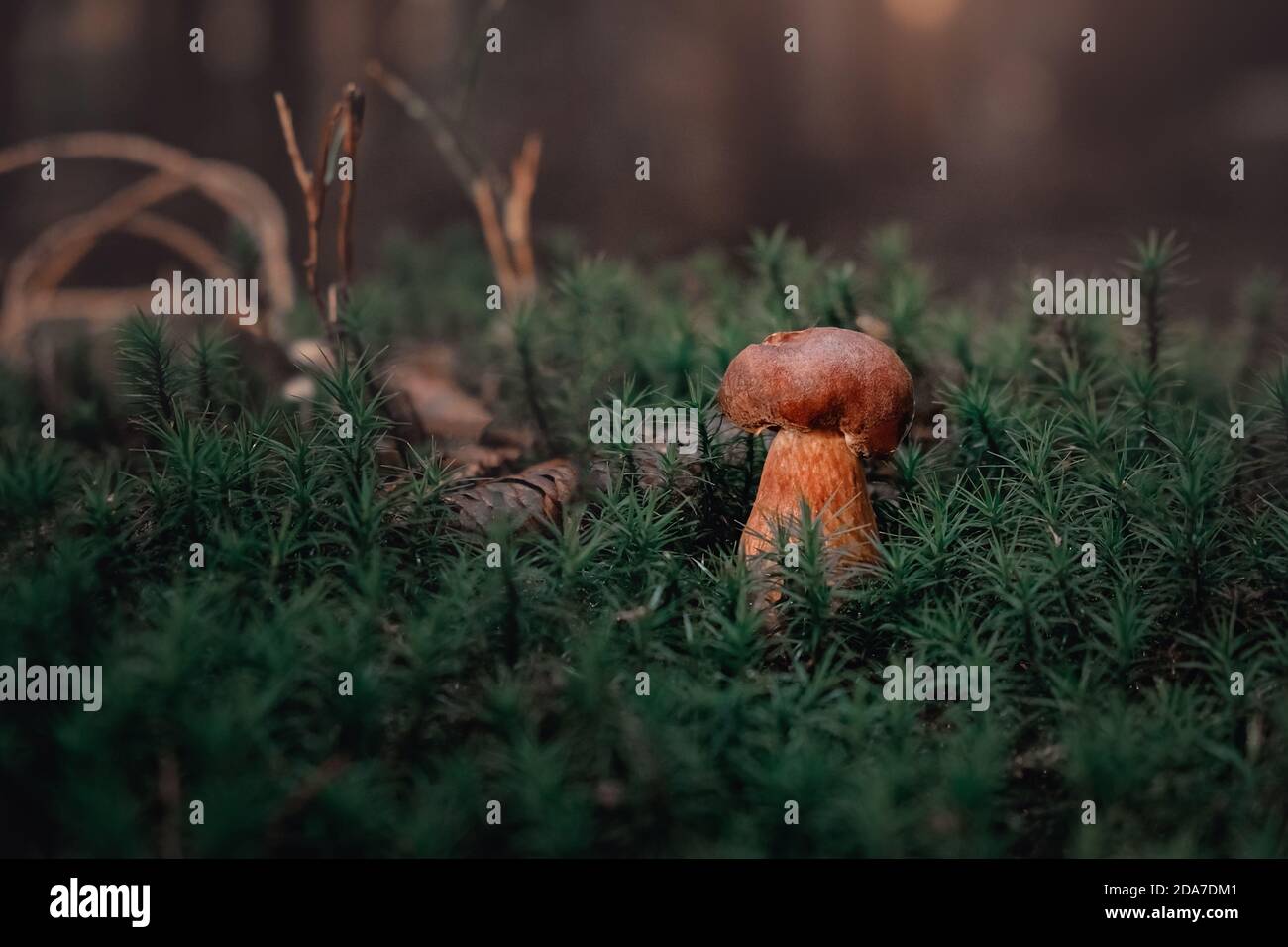 mushrooms in the forest Stock Photo