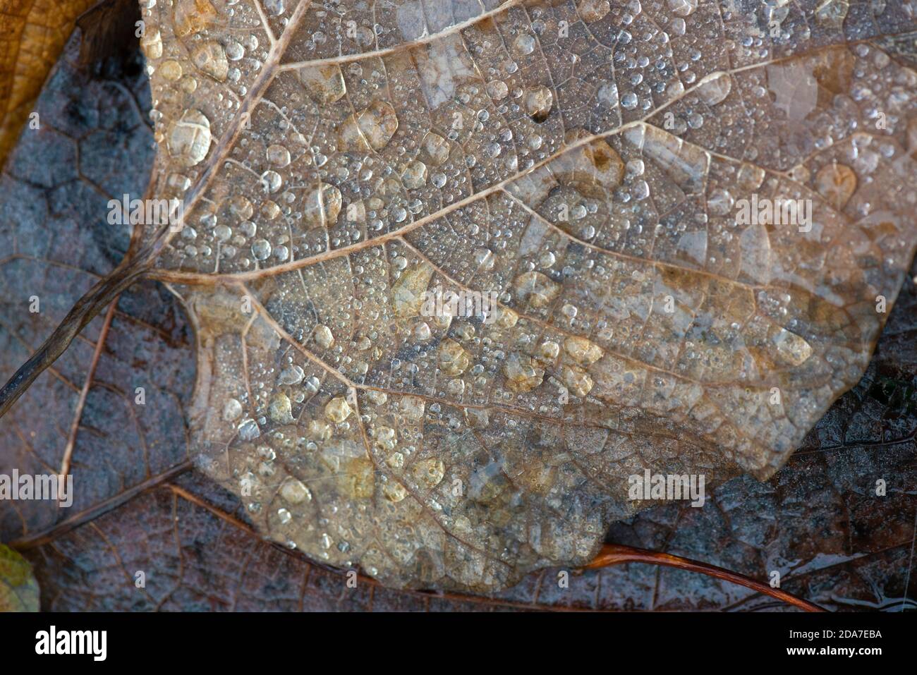 Glittering water drops leaves hi-res stock photography and images - Alamy