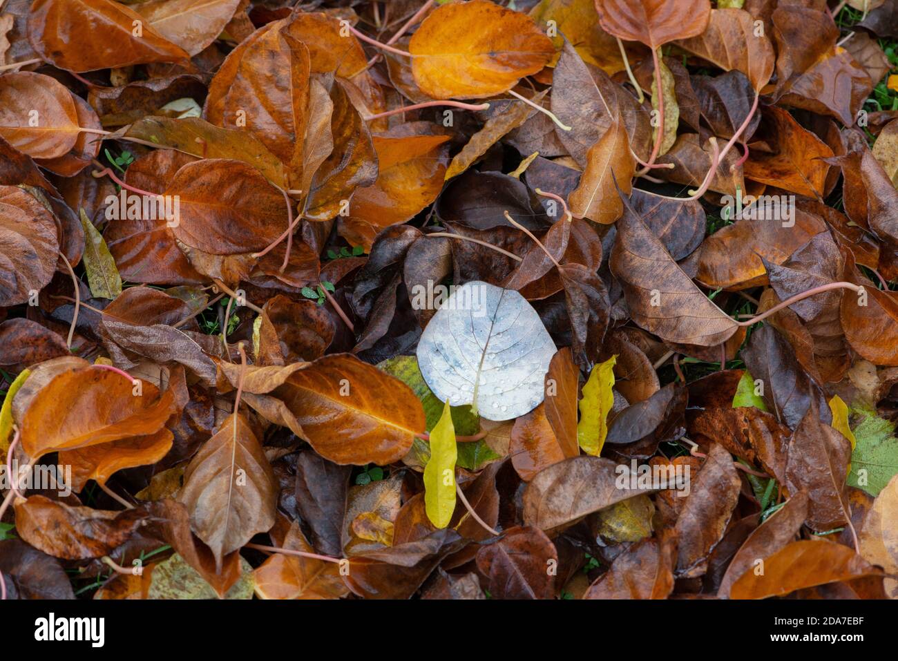 Glittering water drops leaves hi-res stock photography and images - Alamy