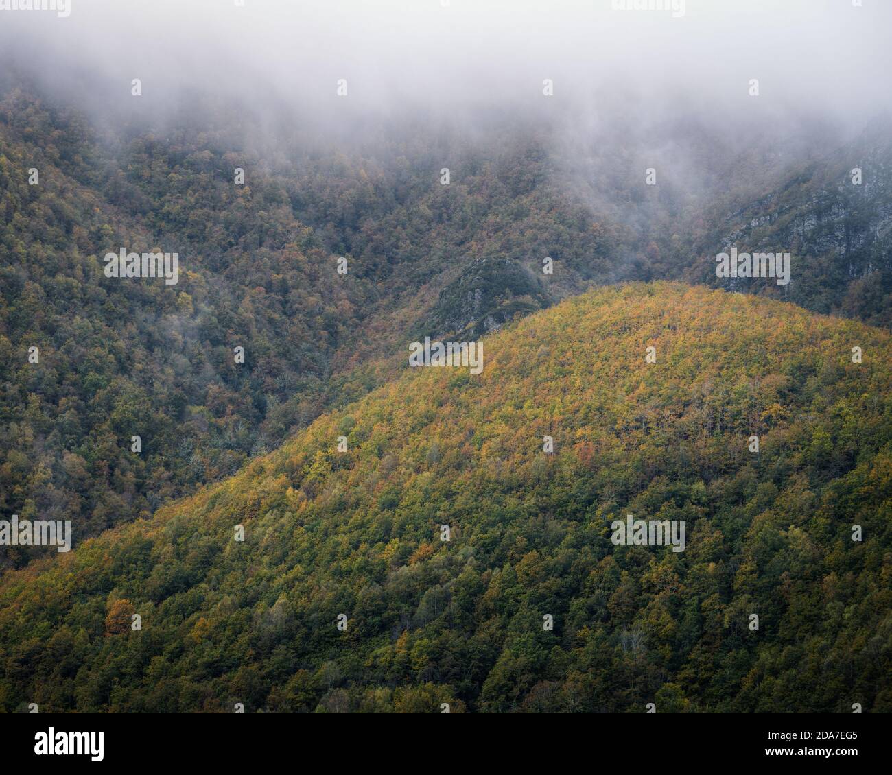 Large autumnal deciduous native forest growing at the foot of the Oribio Range in Triacastela Stock Photo