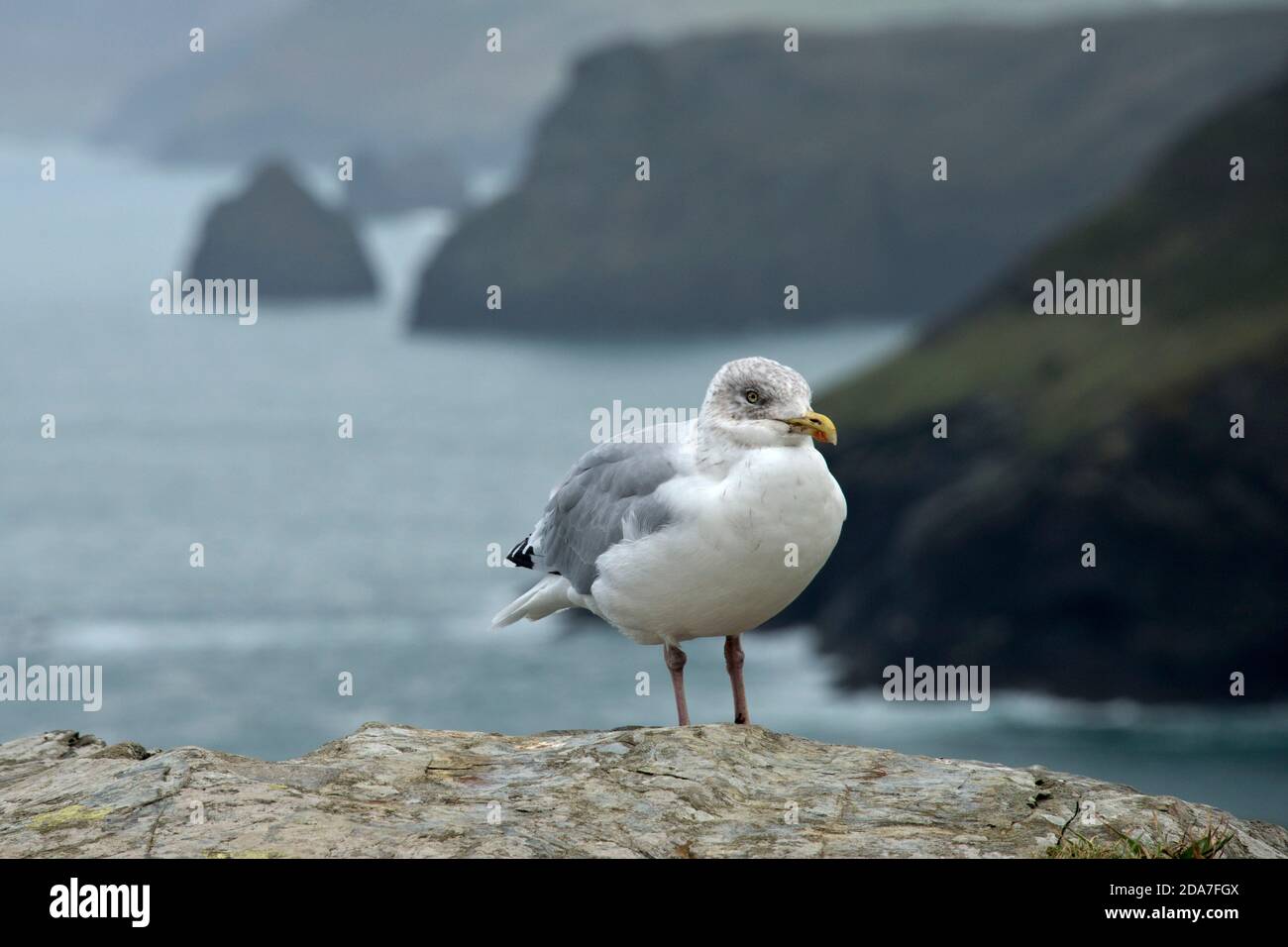 An immature herring gull (Larus argentatus) with grey speckled head feathers on cliffs above Tintagel, Cornwall, October Stock Photo