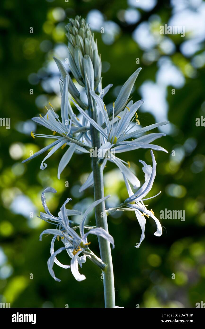 Spike of ice blue flowers of Camassia cusickii an ornamental bulb with yellow anthers, Berkshire, May Stock Photo