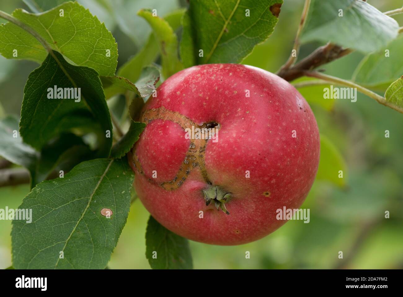 Apple sawfly (Holocampa testudinea) old feeding scarring on the surface of a ripe red Discovery apple fruit on the tree, Berkshire, August Stock Photo