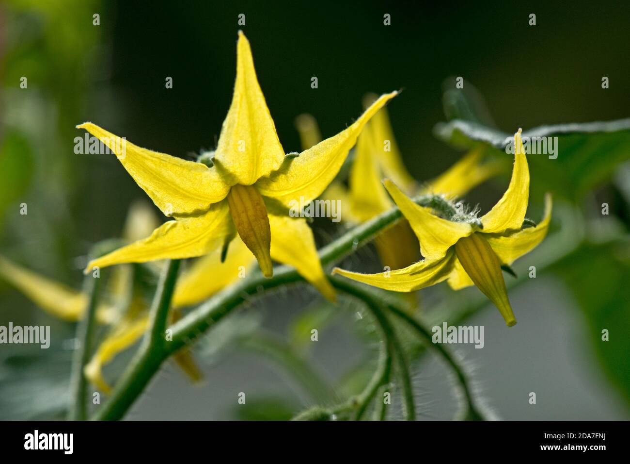 Individual yellow tomato (Solanum lycopersicum) flowers recurved petals with green sepals and closed anthers on glasshouse plant, Berkshire, June Stock Photo