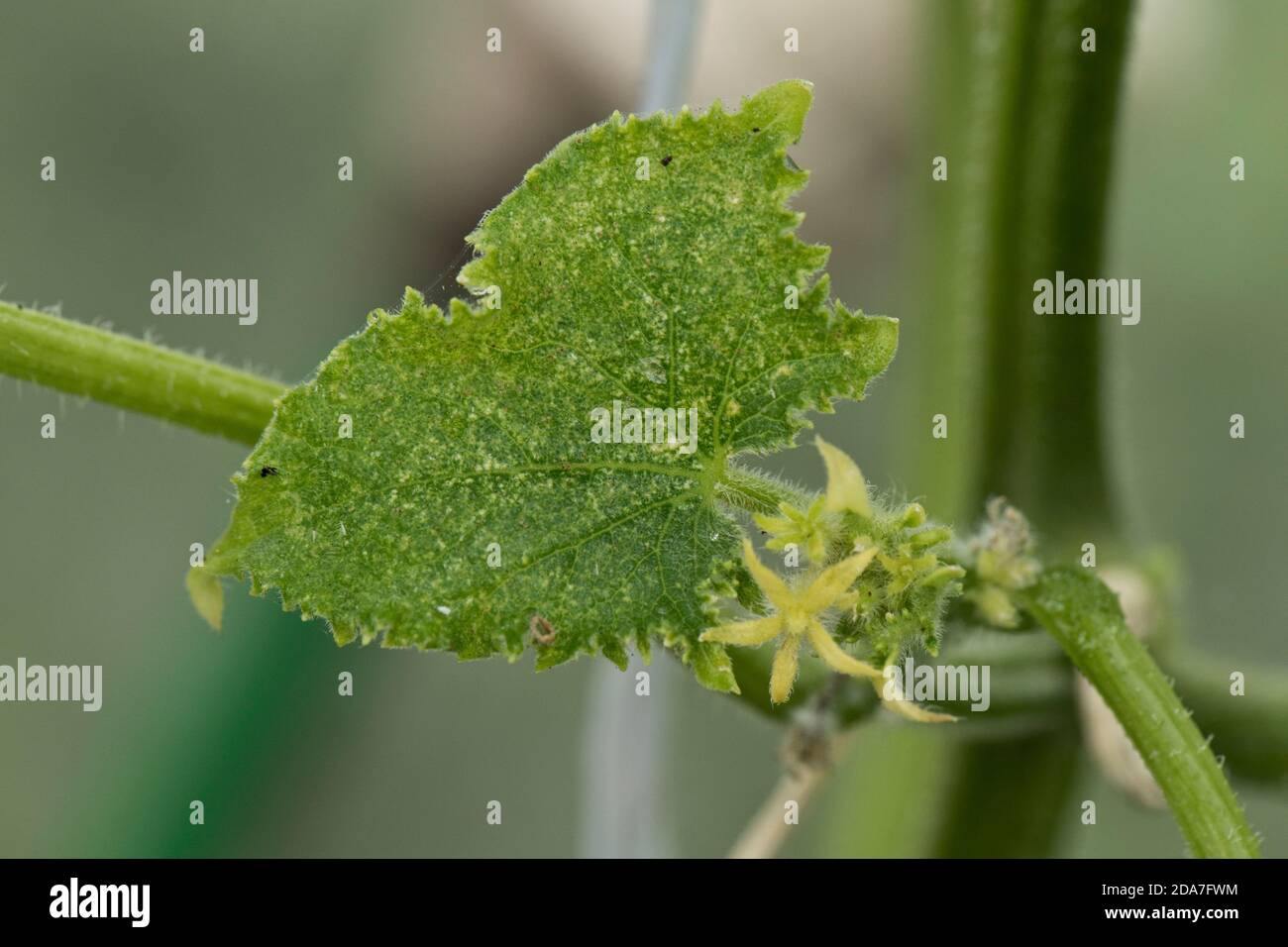 two-spotted spider mite (Tetranychus urticae) bronzing, speckling feeding damage to cucumber leaves in a greenhouse crop, Berkshire, September Stock Photo
