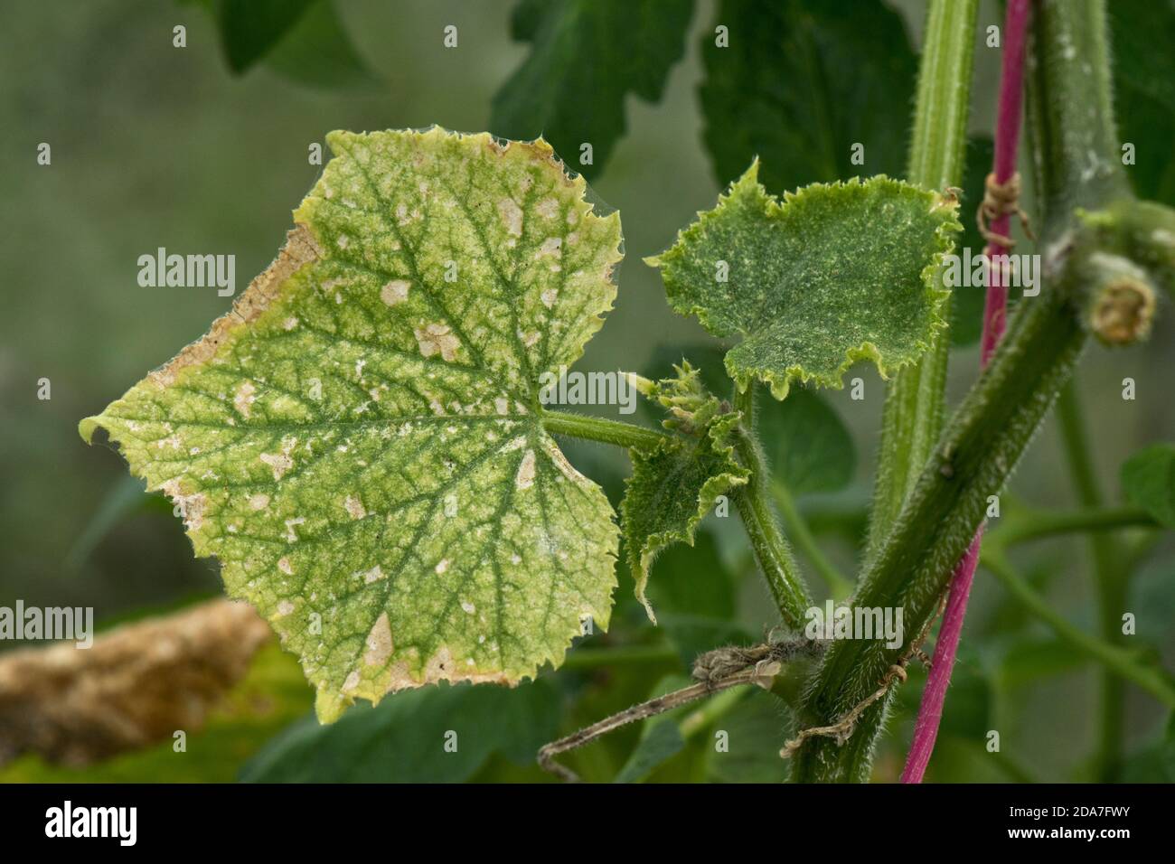 two-spotted spider mite (Tetranychus urticae) bronzing, speckling feeding damage to cucumber leaves in a greenhouse crop, Berkshire, September Stock Photo