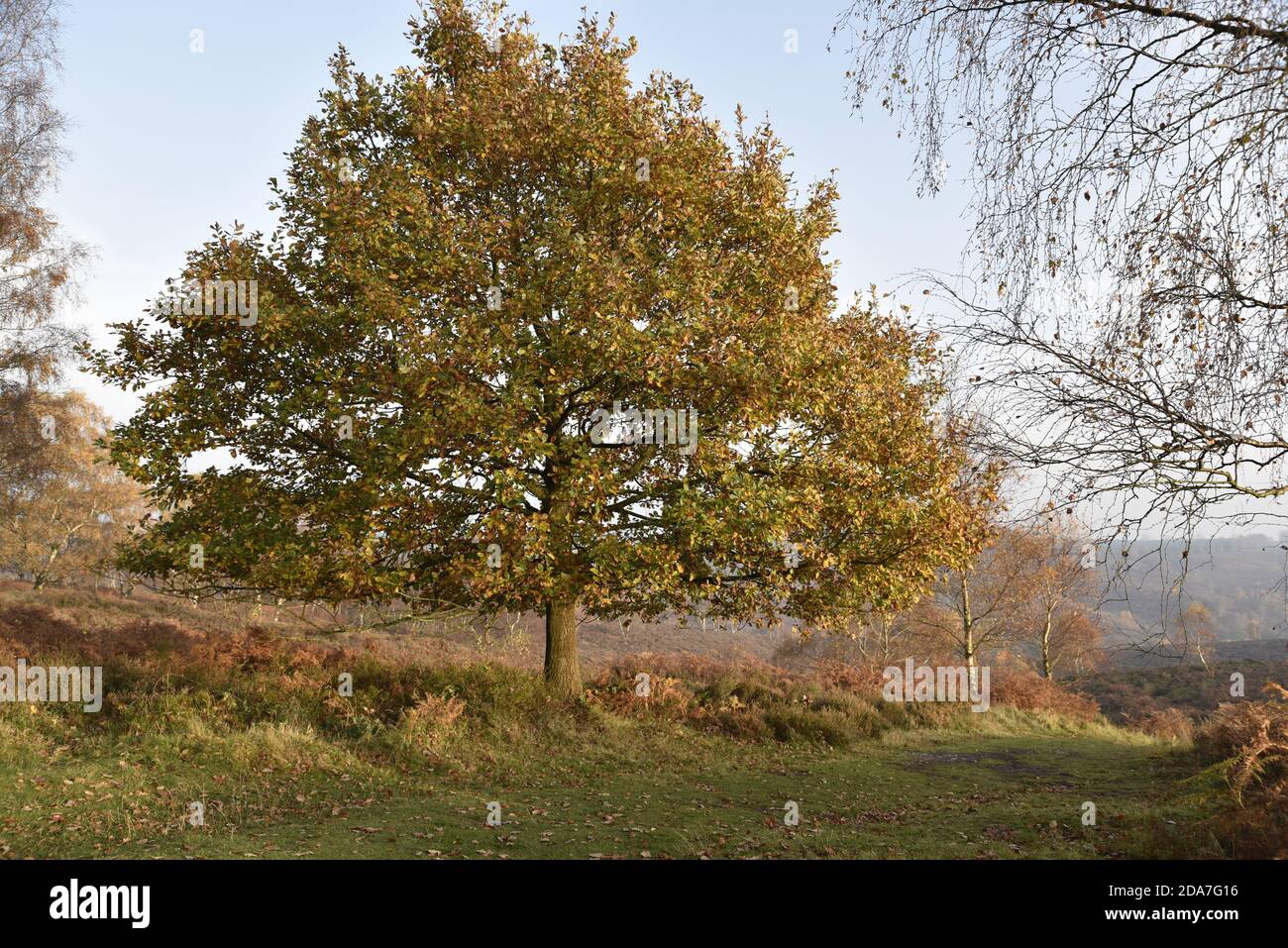 Common Oak Tree, Quercus robur, on Cannock Chase in Staffordshire, England, in the Autumn Sun Stock Photo