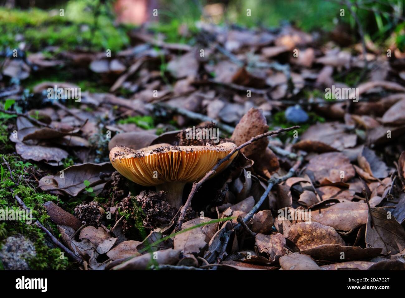 Close up of lactarius deliciosus, saffron milk cap mushroom in Sardinia, Italy Stock Photo