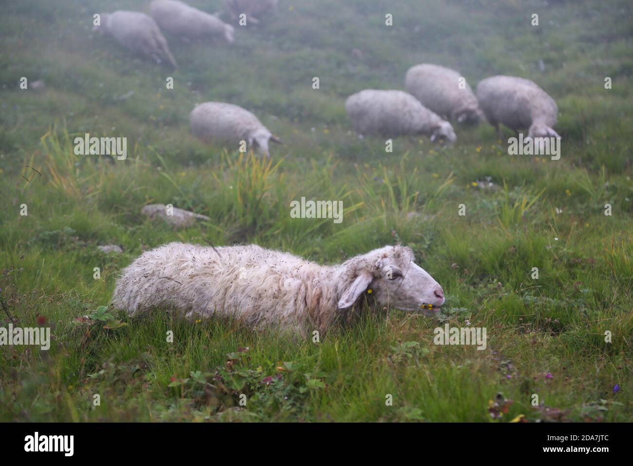 Himalayan sheep in upper Himalaya region. Sheep are quadrupedal, ruminant mammals typically kept as livestock. Like most ruminant. High quality photo Stock Photo