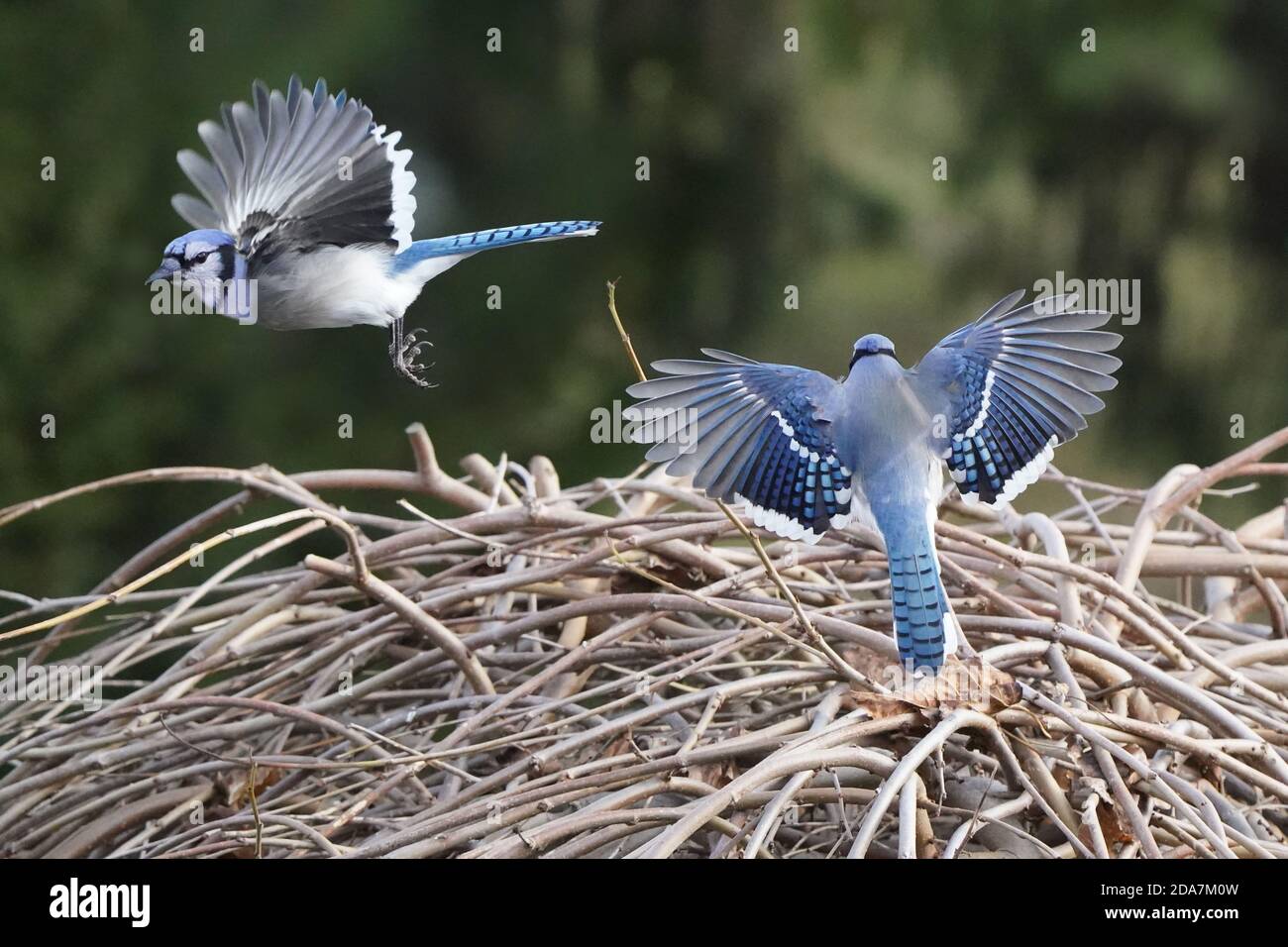 Jays Nest High Resolution Stock Photography And Images Alamy