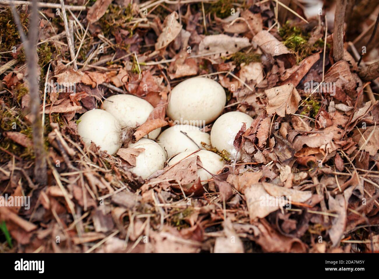 White eggs of wild duck lying in nest in forest. Wildlife bird habitat and new life. Home for fresh newborn chicken. Seasonal spring nature life Stock Photo