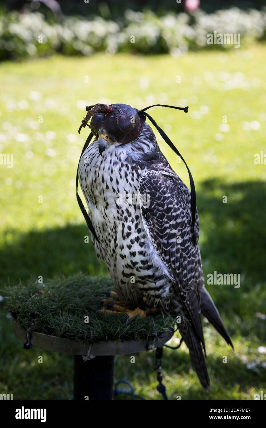 Peregrine Falcon (Falco peregrinus) wearing its leather hood. Stock Photo