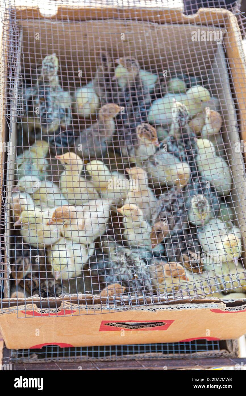 Many Newborn Baby Chicks in Box at Farm Stock Photo Alamy