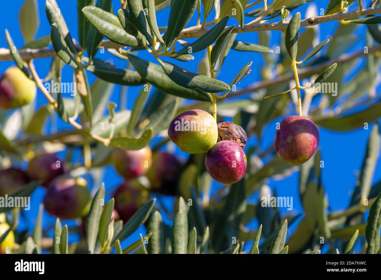 Olive Ripeness Olive fruit closeup hi-res stock photography and images - Alamy