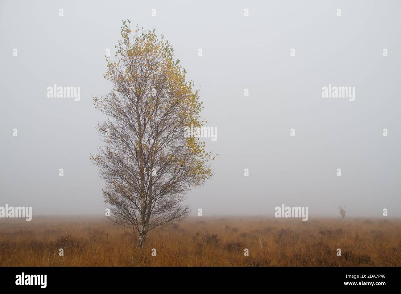 Birch tree in beautiful autumn colors on a field with Purple moor grass on a misty day Stock Photo