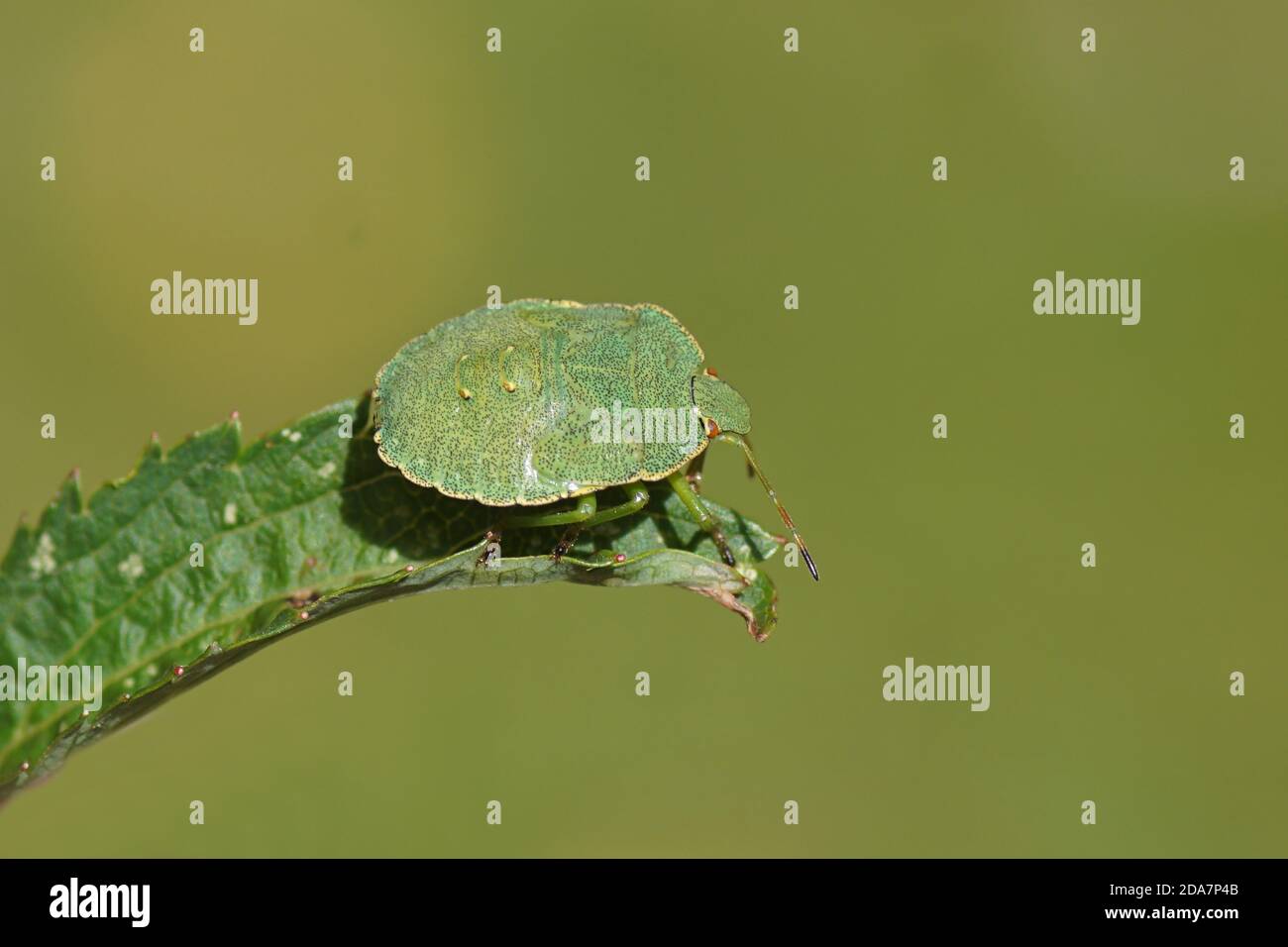 Nymph of a green shield bug (Palomena prasina) of the family Pentatomidae on a leaf. Summer in a Dutch garden. Netherlands July Stock Photo