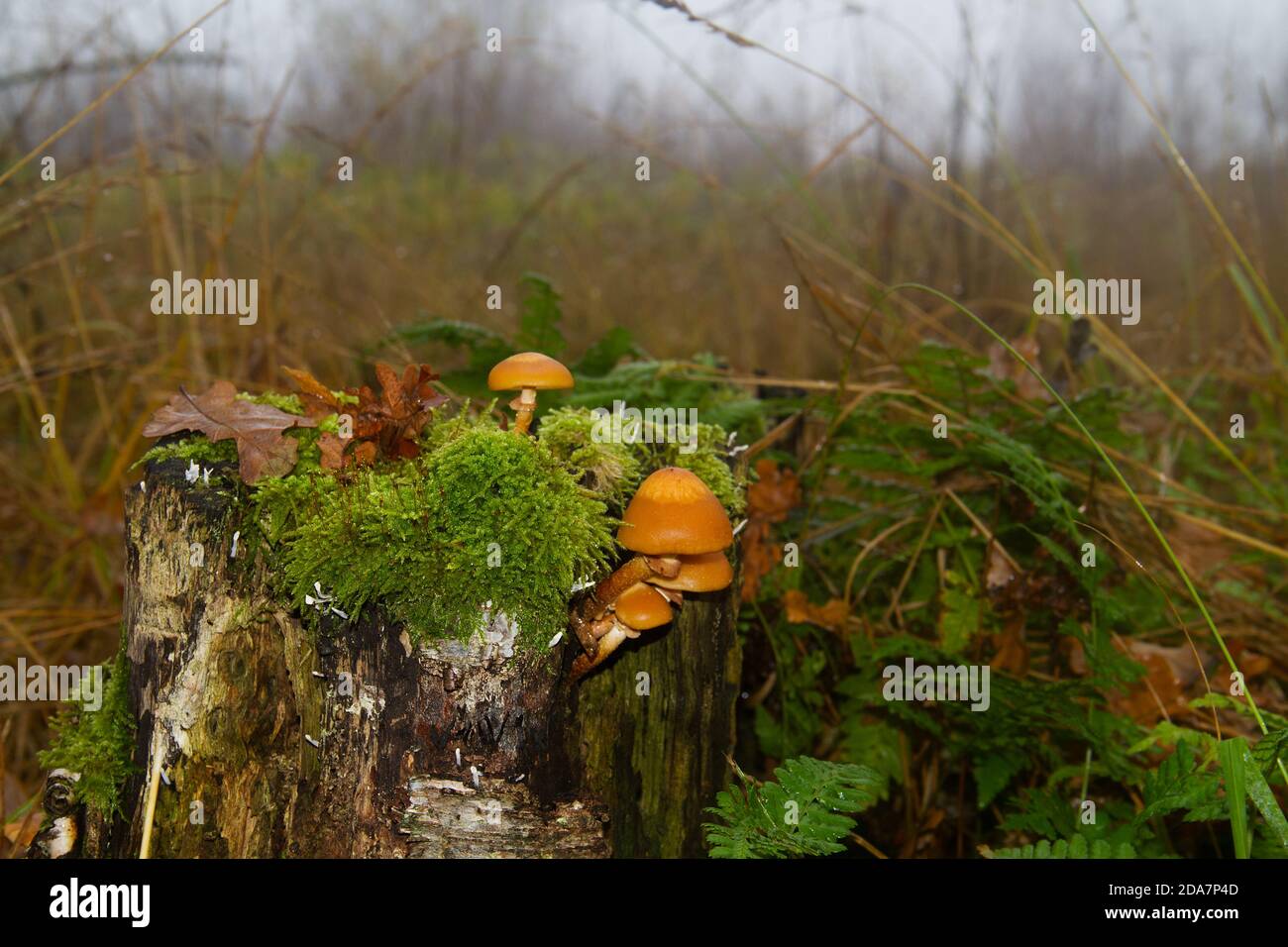 Orange mushrooms on tree stump hi-res stock photography and images - Alamy