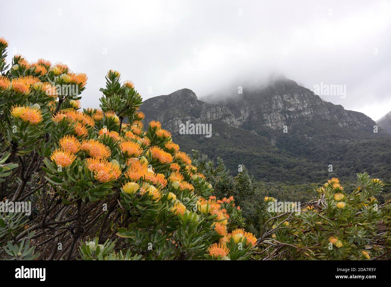 Pincushion proteas and in the distance Table Mountain in Cape Town South Africa Stock Photo