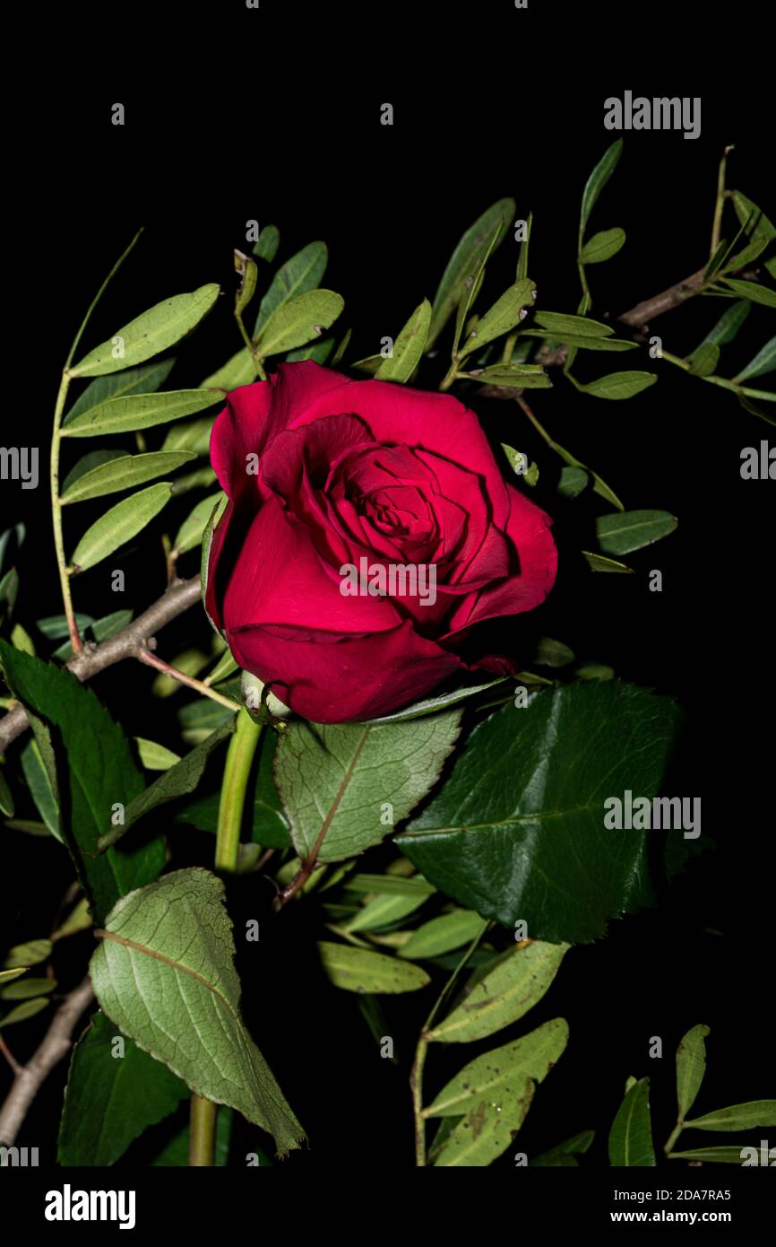 A red rose among leaves against a black background Stock Photo - Alamy