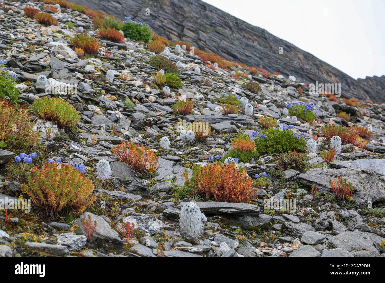 Rare Himalayan flowers of Hight altitude In India. The Himalayan range in Asia has the earth biggest peaks. Making up for the daunting as well as the most scenic sights. High quality photo Stock Photo