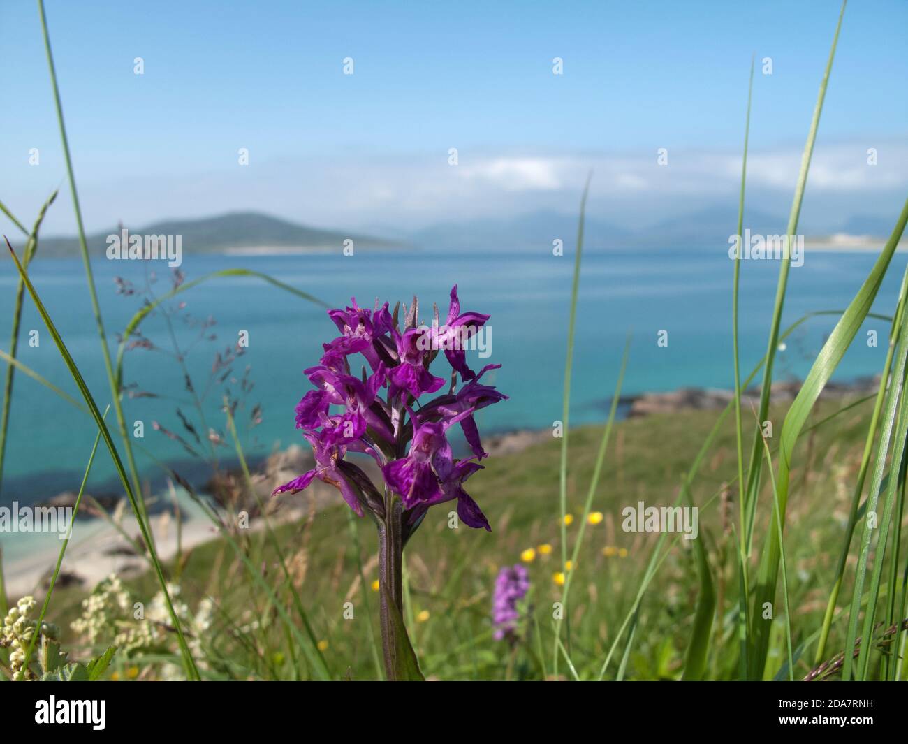 Western marsh orchid on the Isle of Harris Stock Photo
