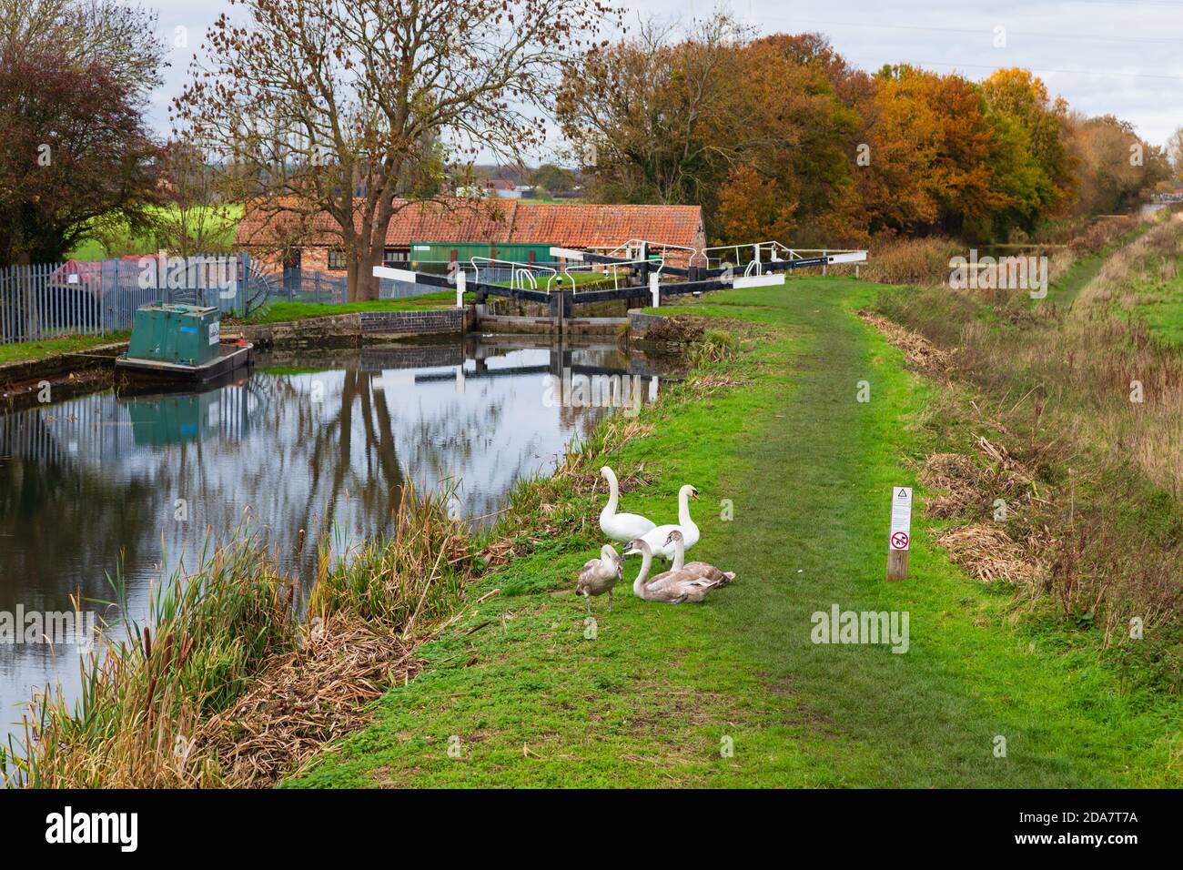 Grantham canal at the Dirty Duck public house Woolsthorpe, . Swan family on the bank. Grantham, Lincolnshire, England Stock Photo
