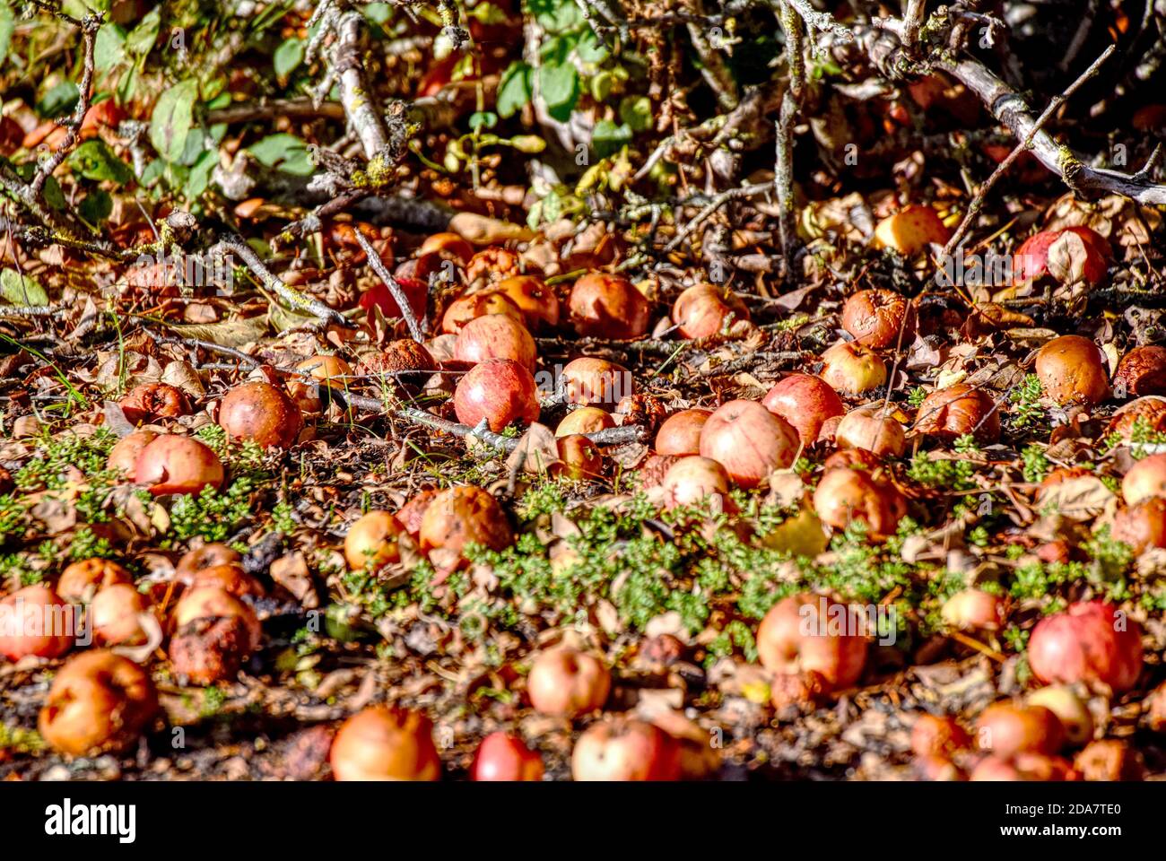 Windfall apples on the ground around a tree on Yateley Common Stock Photo