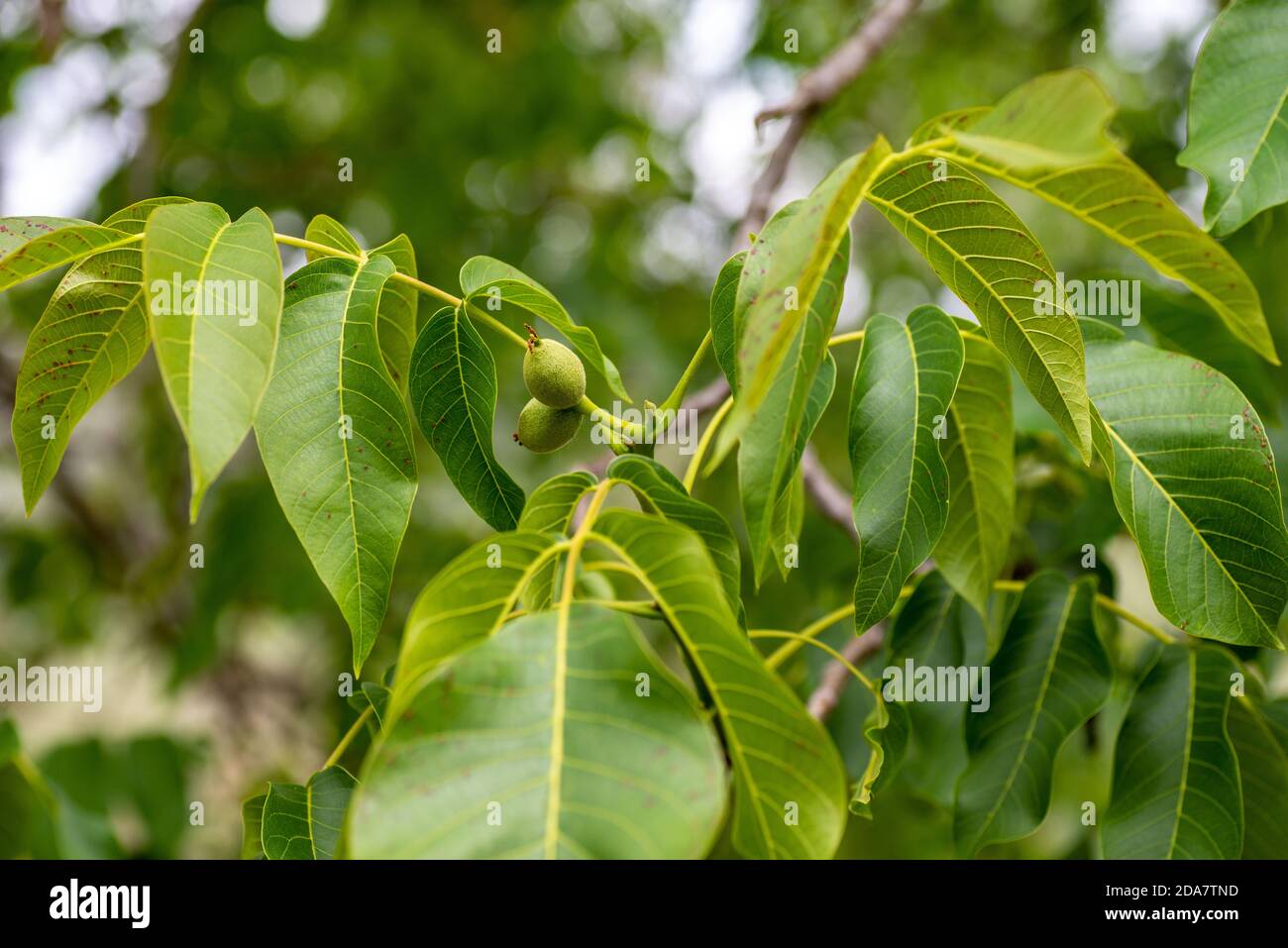 WALNUT PLANT WITH GROWING FRUIT Stock Photo Alamy