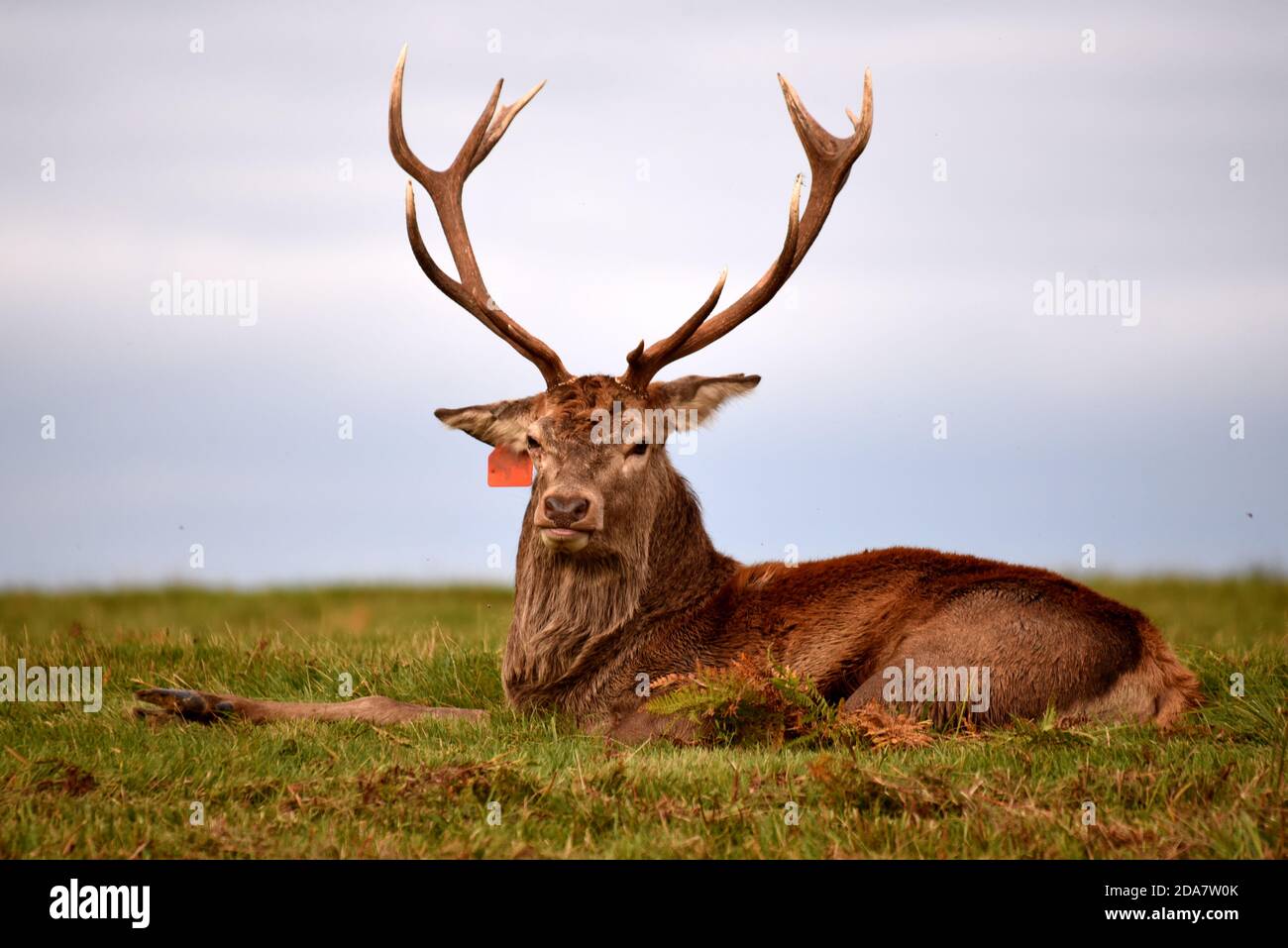 Saison de rut de cerf hires stock photography and images Alamy