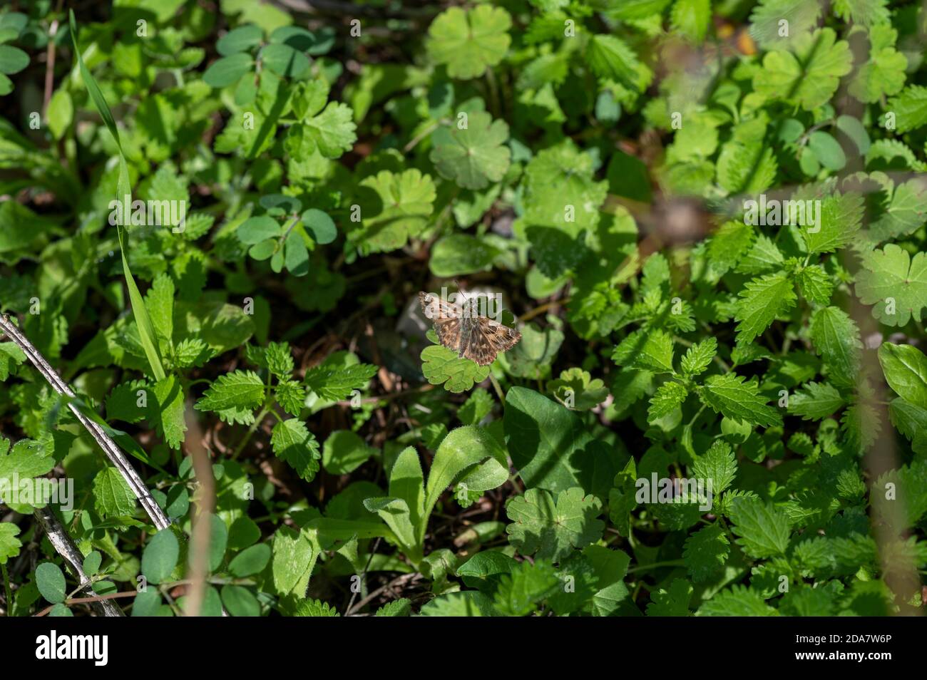 carcharodus alceae butterfly on vegetation in summer season Stock Photo