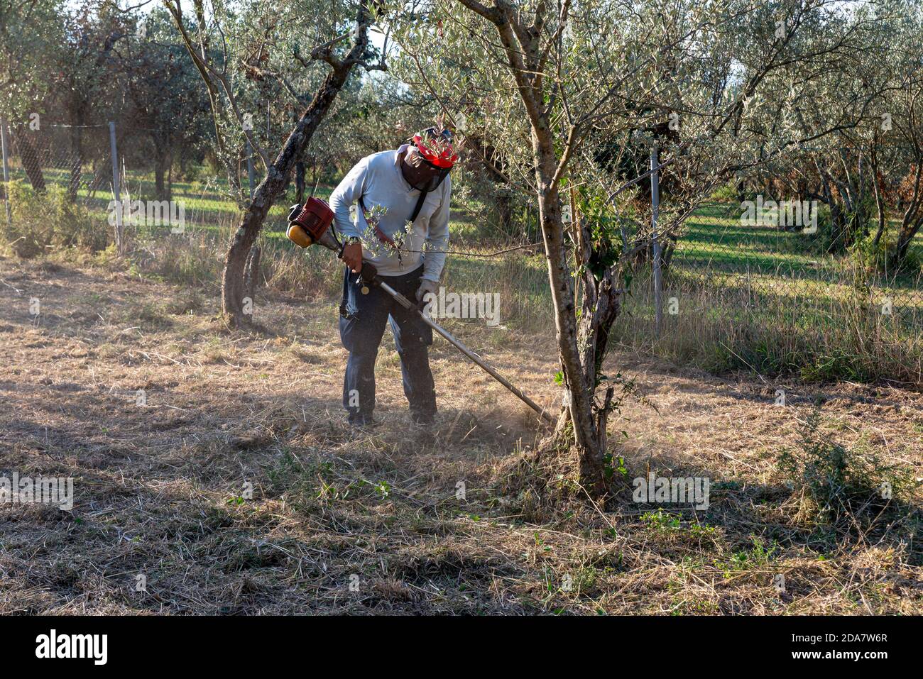 terni,italy september 13 2020:cleaning with brush cutter during the chopping of olive fields Stock Photo