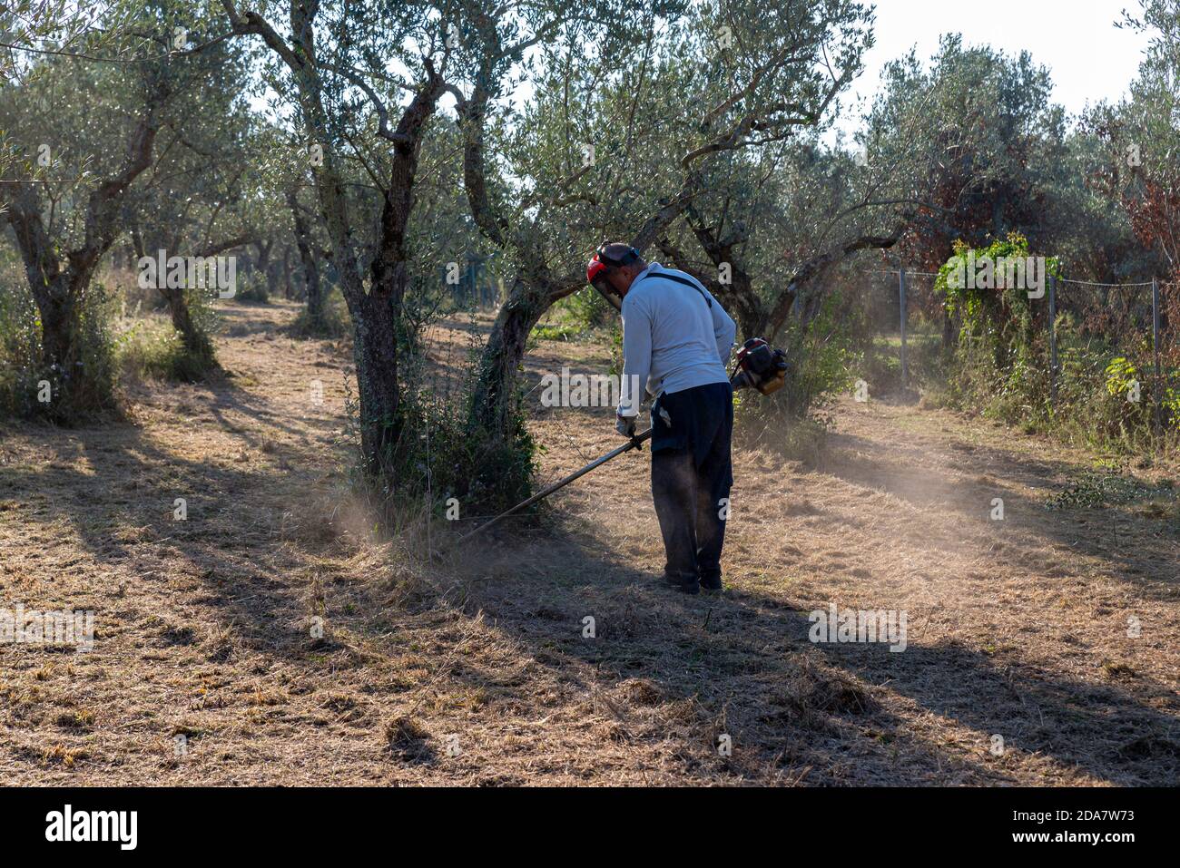 terni,italy september 13 2020:cleaning with brush cutter during the chopping of olive fields Stock Photo