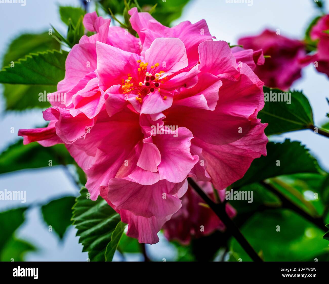 Triple hibiscus hi-res stock photography and images - Alamy