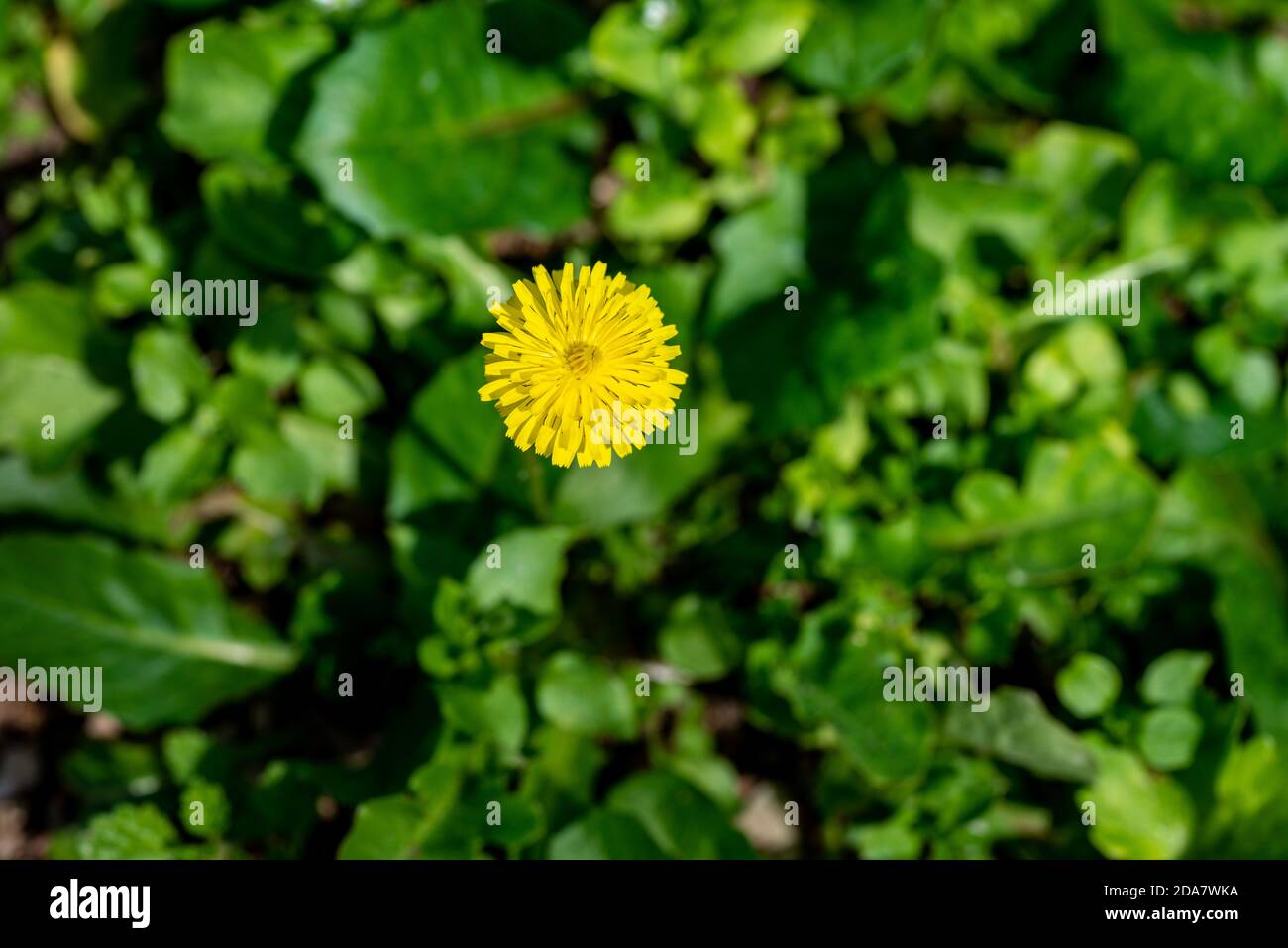 yellow dandelion flower growing in the field Stock Photo