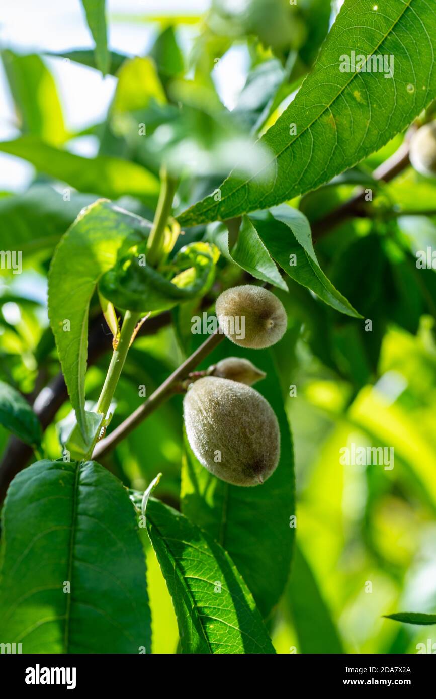 growing almond after water and sun Stock Photo Alamy