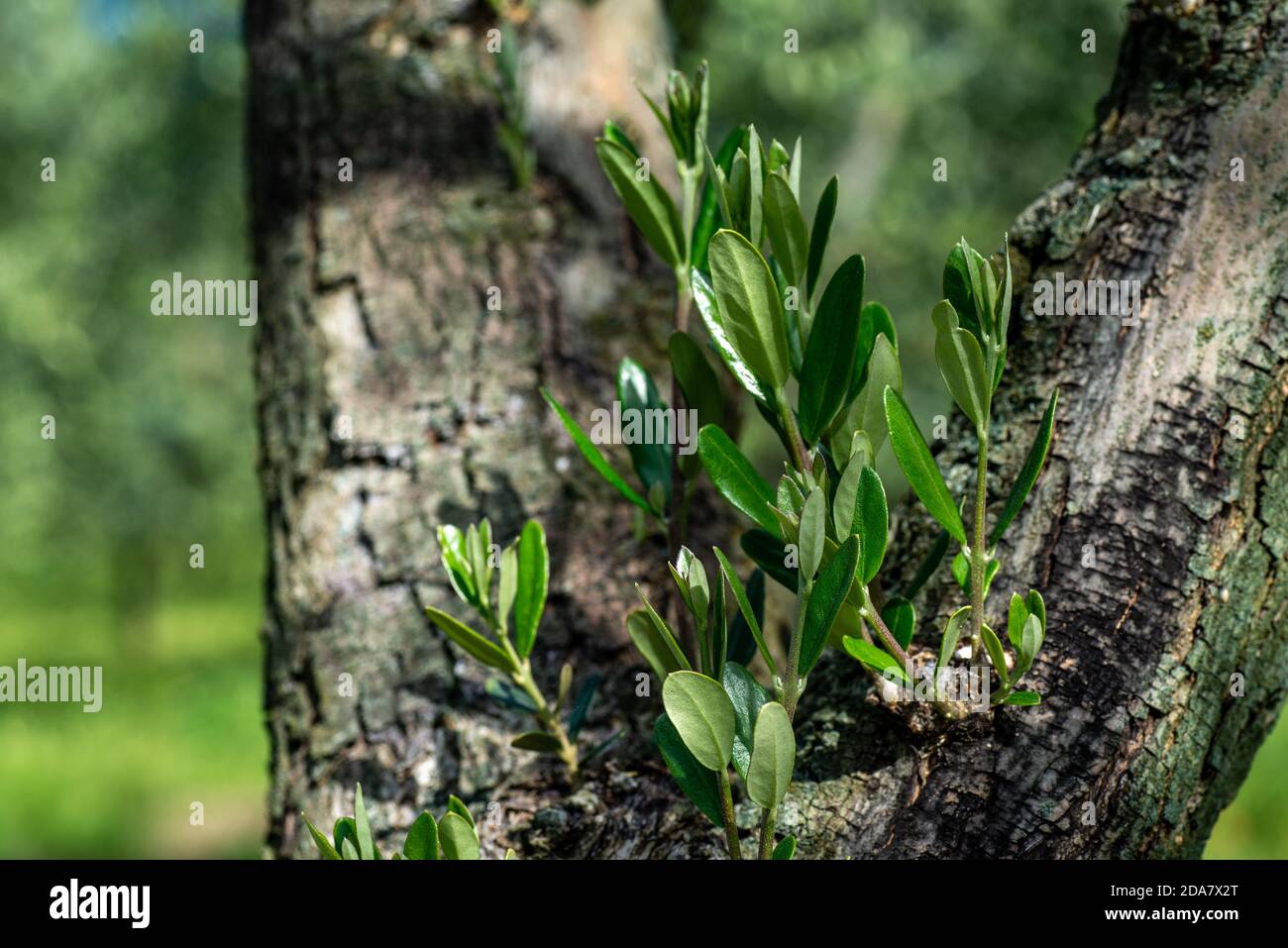 olive sprouts growing on olive tree Stock Photo Alamy