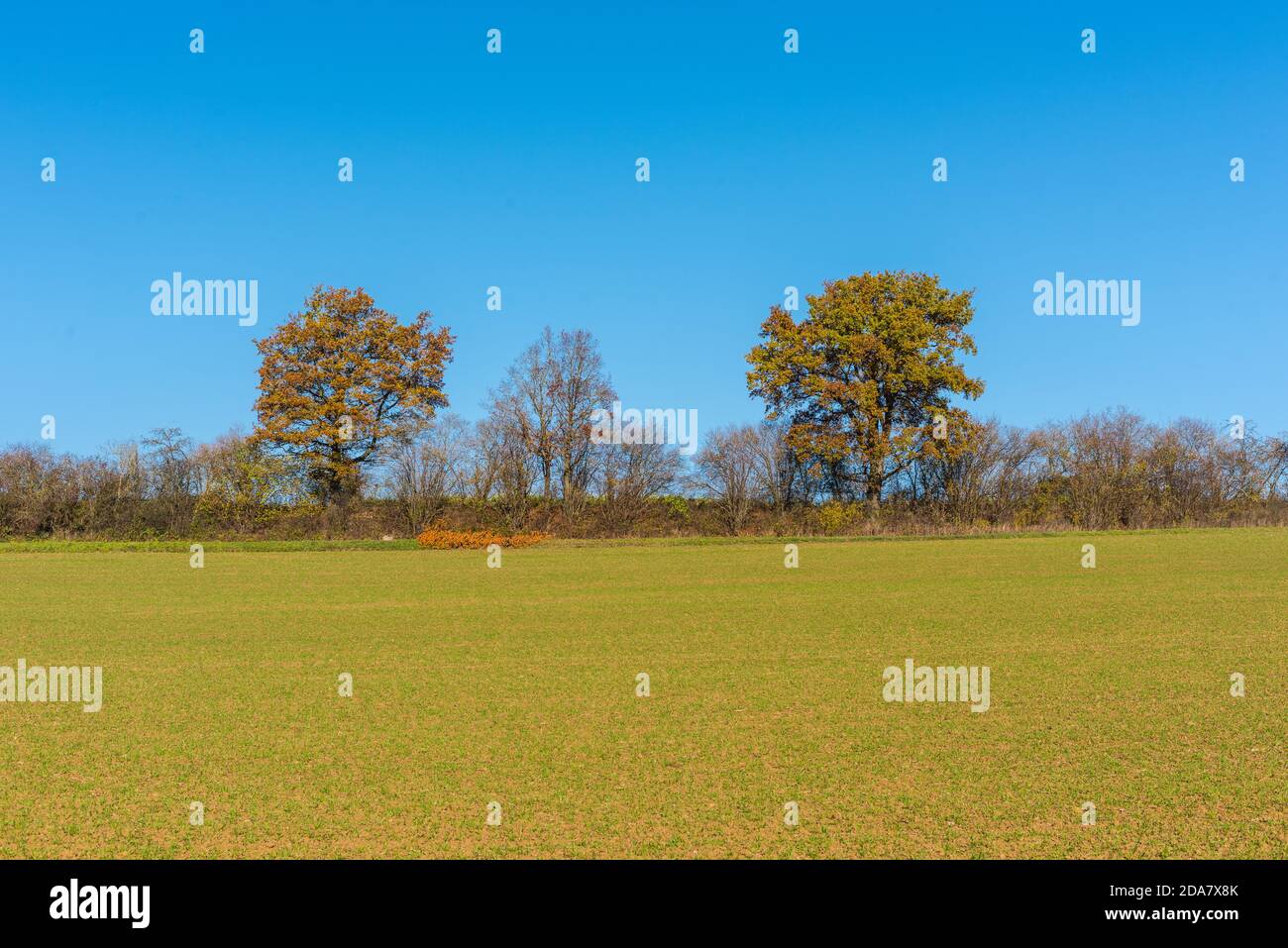 Beautiful shot green tree in hi-res stock photography and images - Alamy