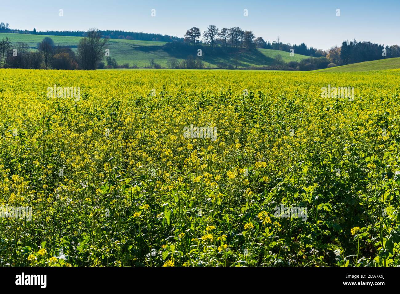 Beautiful shot green tree in hi-res stock photography and images - Alamy