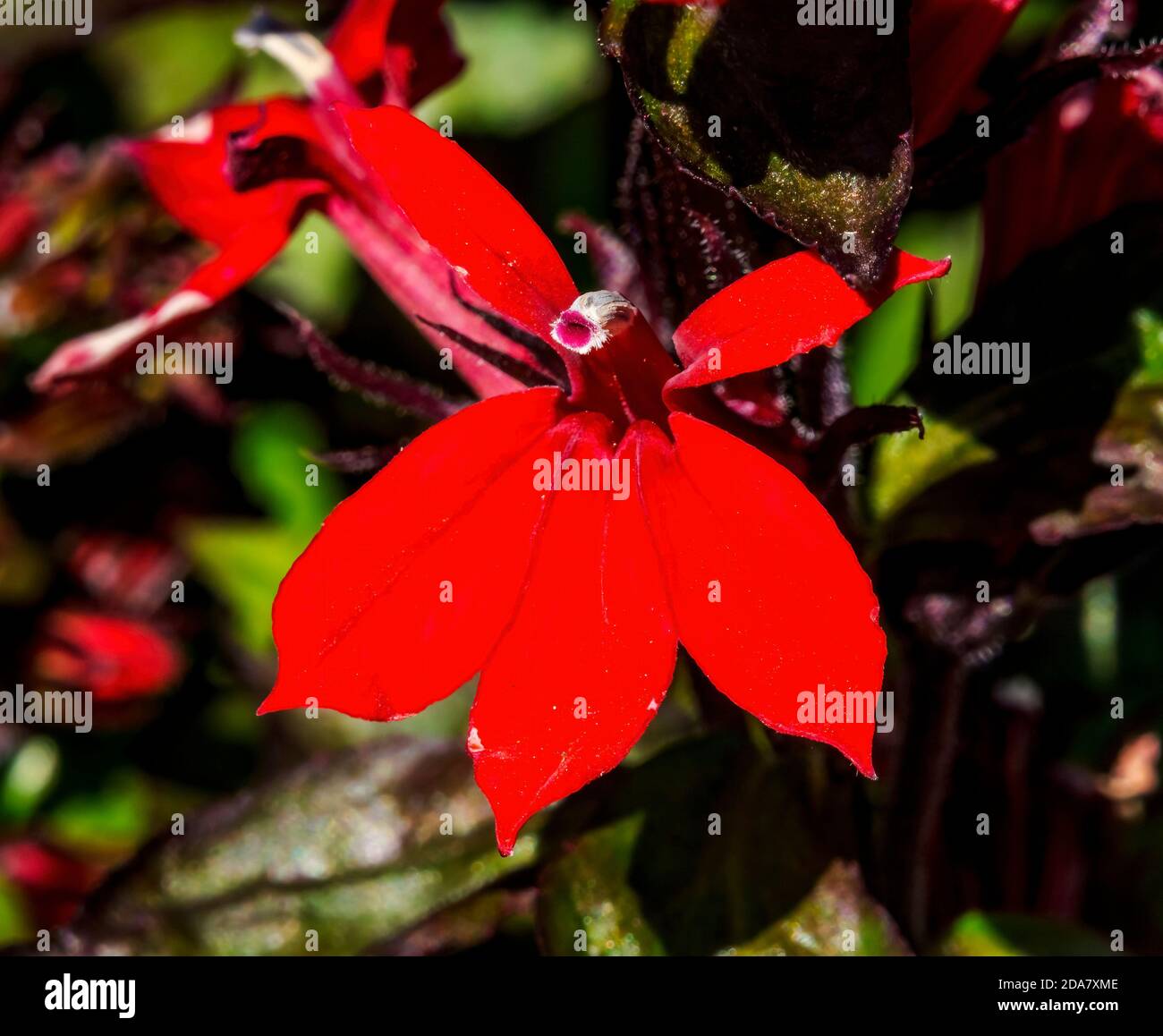 Red Cardinal Lobelia Flower Blooming Macro. Native to Americas Stock Photo