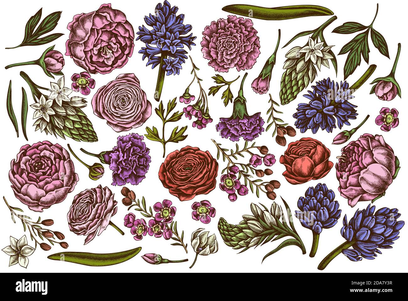 Vector set of hand drawn colored peony, carnation, ranunculus, wax flower, ornithogalum, hyacinth Stock Vector