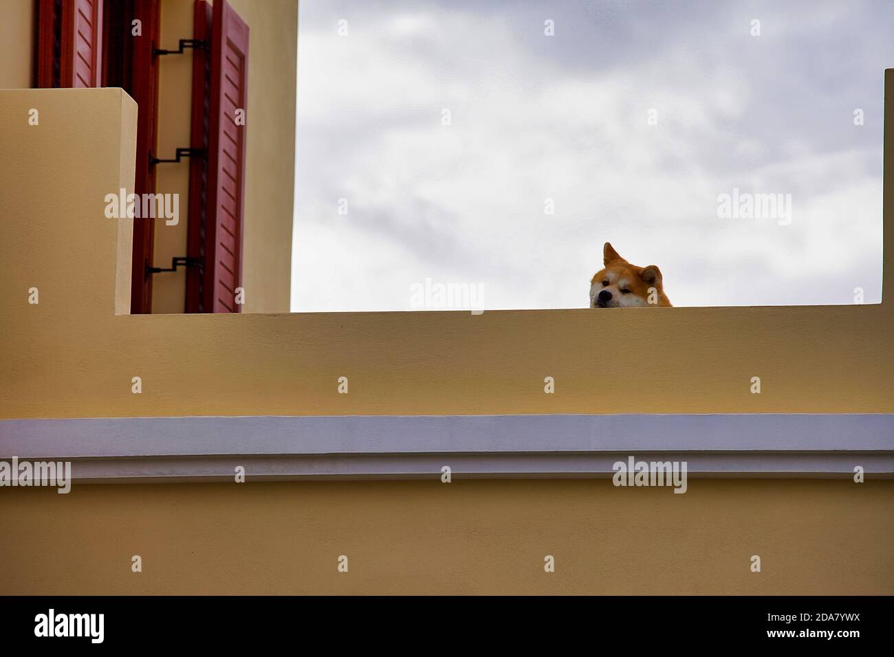 Akita Inu dog leaning his head and looking down from balcony wall. Stock Image. Stock Photo