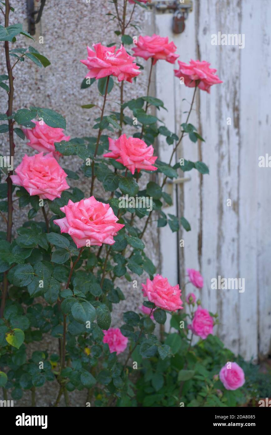 Pink roses in a garden Stock Photo - Alamy