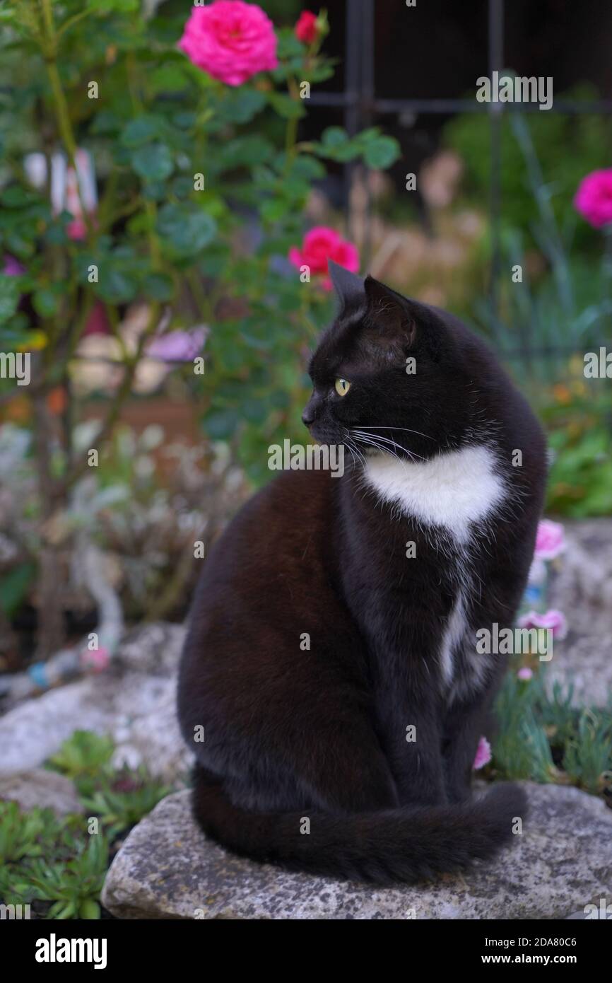 Tuxedo cat, black and white cat, pet cat Stock Photo - Alamy