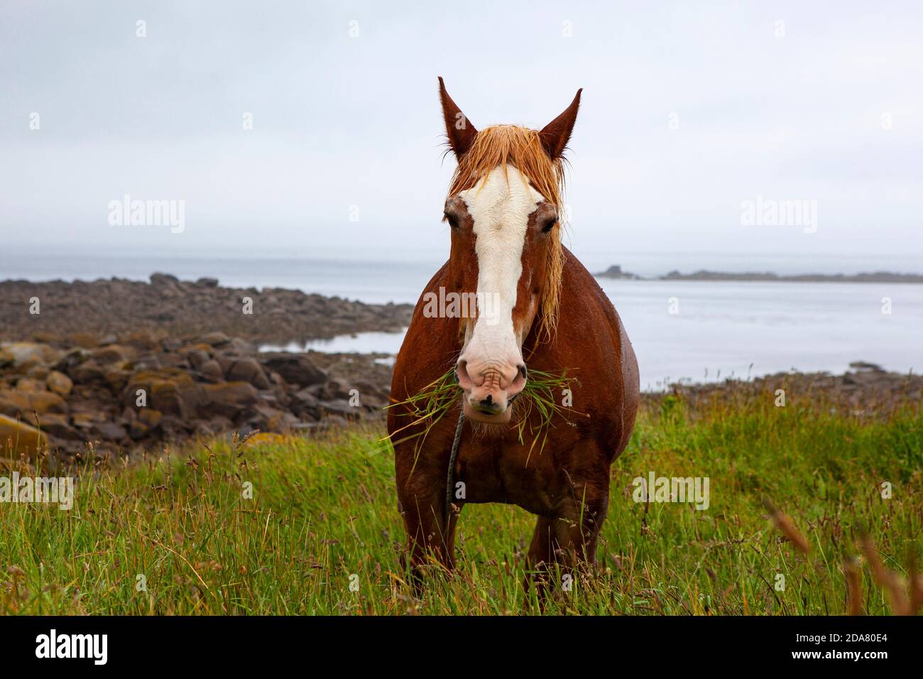 Horse, Ile de Batz, Brittany, France Stock Photo